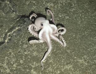 ‘Lost world’ of sea life thrives in Antarctica