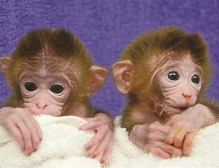 Genetically modified monkeys born