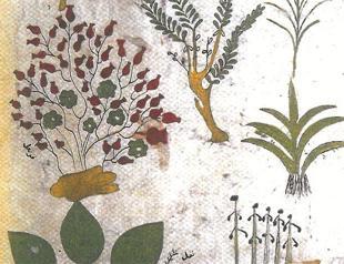 Medicines at Ottoman Empire: Pills & potions