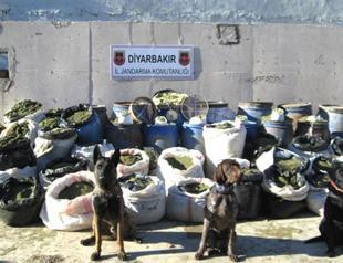 Gendarmerie seizes 1.3 tons of marijuana in southeastern Turkey