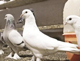 Pigeon keeping trend provides auctions in Turkey’s Anatolia