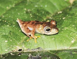 South American forest revealing 46 new species