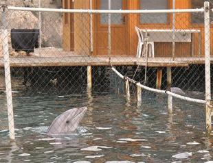 Activist struggling for dolphins of Kaş