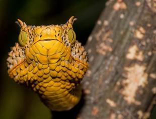 New snake in Tanzania: Fierce, probably venomous