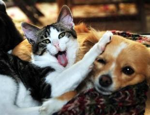 Istanbul mayor encourages pet adoption