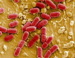 Ulcer bacteria may prevent diarrhea