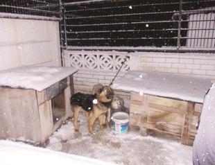 Activists furious as dog freezes in shelter