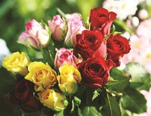 Rose prices give lovers a hard Valentine’s Day