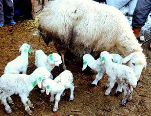Sheep gives birth to sextuplet lambs in central Turkey