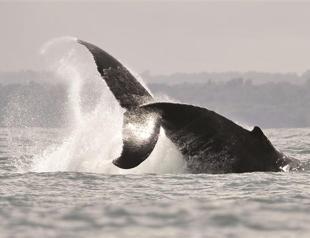Motor noise boosts stress in whales