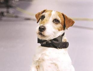 Artist’ dog goes commercial with Nintendo gig