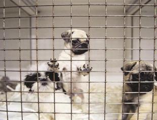 Turkey to see tighter laws for pet shops: minister