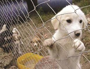 CHP deputies propose animal rights draft law