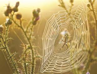 Not just threads but design makes spider webs strong