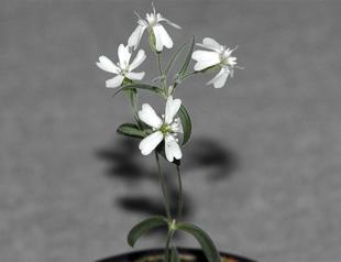 Scientists revive 30,000 year old plant