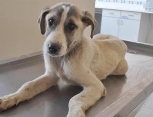 Students that injured dog suspended from school in Turkish capital