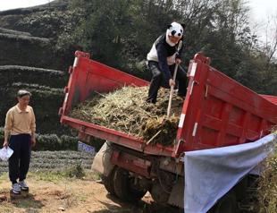Poo for tea Chinas pandas brew a top drop