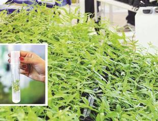 Rootstocks produced by cloning in Turkey