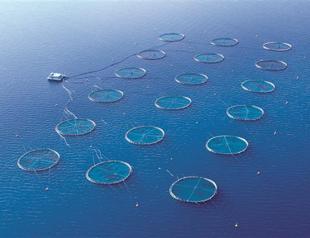Kılıç Deniz aquaculture firm wants to go public