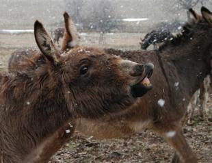 Turkeys first donkey farm to produce donkey milk