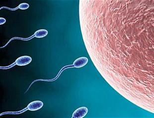 Possible lifelong fertility through ovary stem cell: report