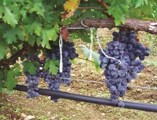 Turkish Agriculture Minister hits hard at Greenpeace claim