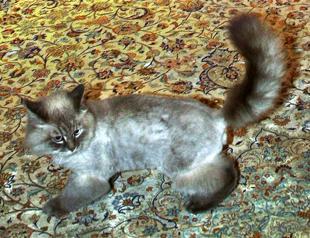 My cat is safe, Medvedev assures Russia