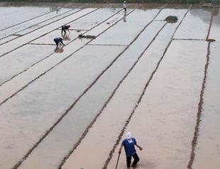 Iranians failing to pay for Indian rice