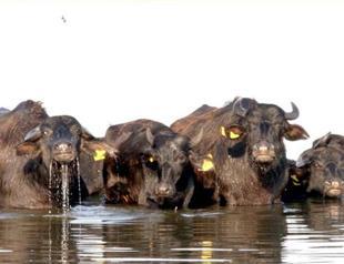Government hikes pays for Anatolian buffalo keepers