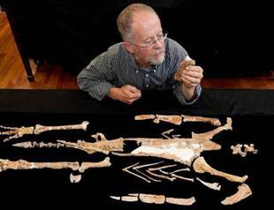 26 million years later, extinct giant penguin constructed