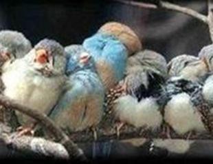 Turkish state official motivates employees with cuddling bird photo