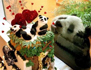Love is in the air for Britains giant pandas