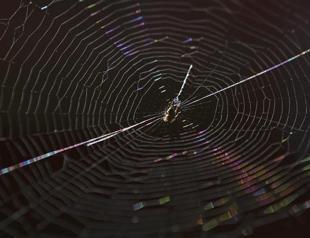 Spiders on the move in flood-ravaged Australia