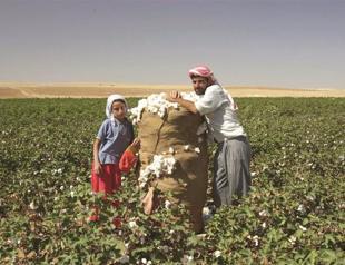 India’s decision pleases Turkish cotton producers