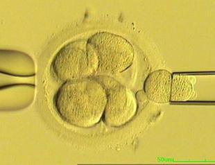 Fertility treatment may be a revolution