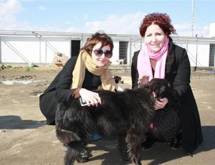 Pendik municipality aids Tekirdağ’s stray animals