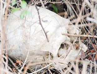 Bones of Anzac soldiers surface at Turkish cemetery