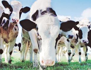 Turkey to comply with EU in livestock bourses