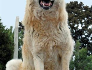 Turkish wolf dogs wait for mission