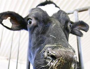Canadian cow breaks milk record