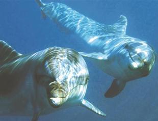 Fethiye’s captive dolphins now free