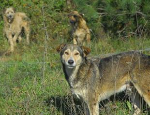 Stray dogs kill Iranian man in Turkish capital