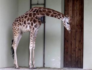 Giraffes die from stress as vandals terrorise zoo