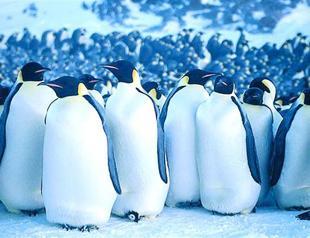 AWOL penguin outruns Japan coastguard