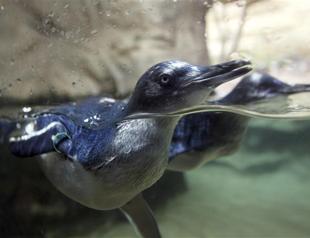 Kidnapped penguin Dirk rescued from sharks, dog