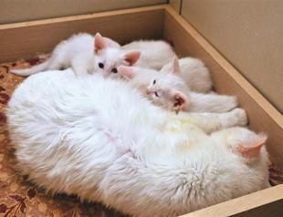 Van cats broadcast live 24 hours on Internet