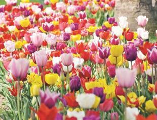 Tulips mark return of spring to Istanbul