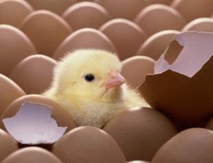 Uzbekistan pays doctors wages with chicks