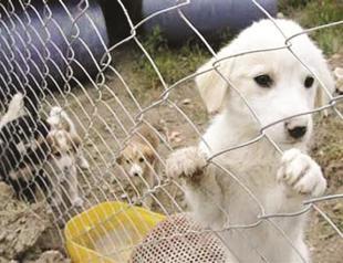 More measures on the way for animal rights