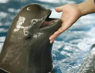 China river pig deaths raise extinction fears